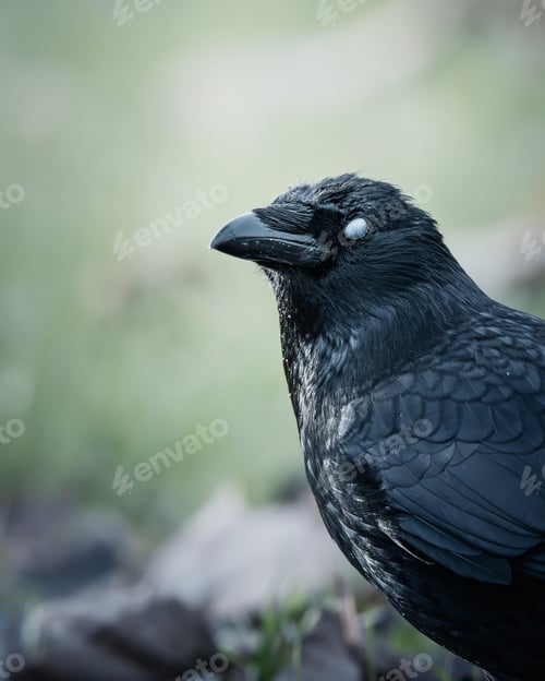 Preview: Crow perched atop a decaying tree trunk, illuminated against a bright blue sky