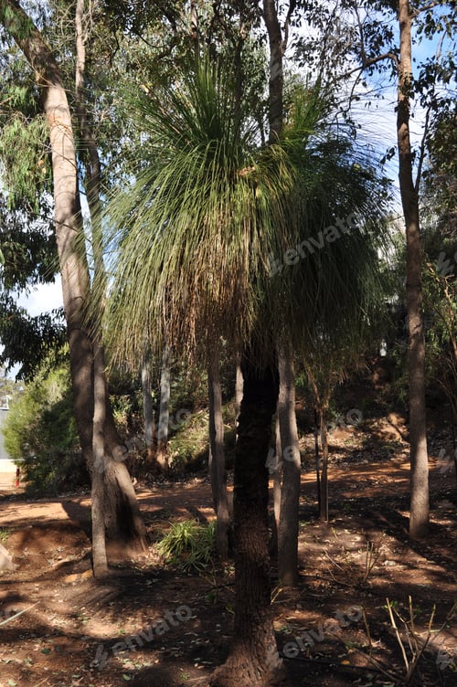 Preview: Xanthorrhoea, a flowering plant endemic to Australia. Also known as a Grass tree, Western Australia,