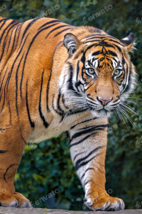 Preview: Close-up of a majestic tiger walking with a lush green forest background.
