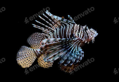 Preview: Volitan Lionfish in Aquarium