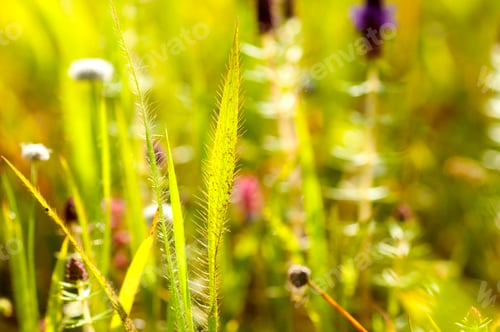 Preview: Beautiful wild flowers in a meadow, Flower background.