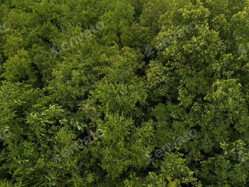 Preview: Aerial view of a forest with lush green trees.