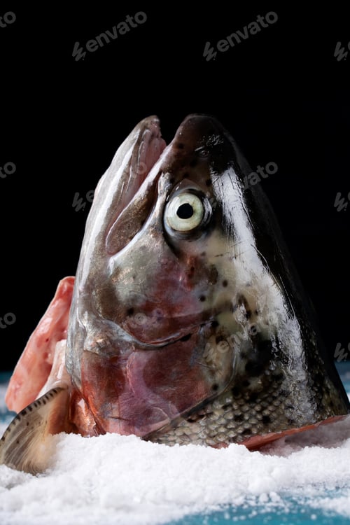 Preview: Rainbow trout head against the black background