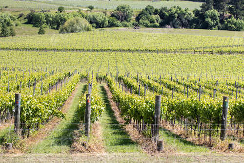 Preview: Rows of vineyards at a winery in New Zealand. Landscape. The concept of the winery.