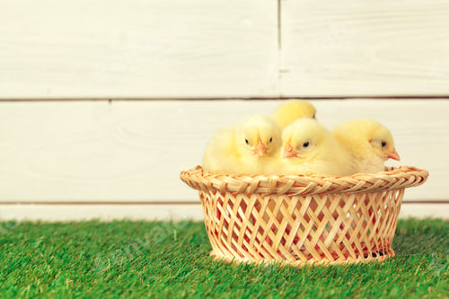 Preview: Little chicken on the grass