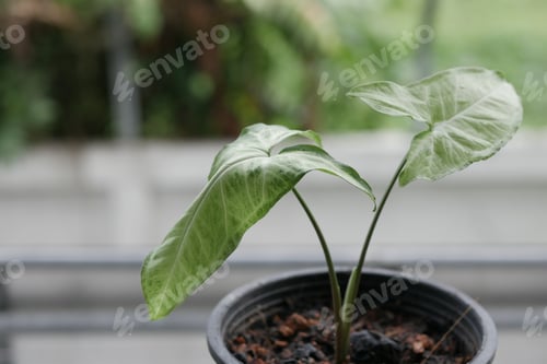 Preview: Closeup shot of a "Rare Alocasia Amazonica" plant near the window