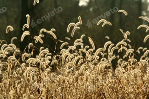 Preview: Foxtail weeds
