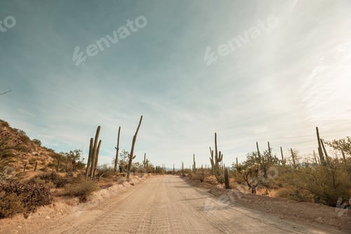 Preview: Cactus