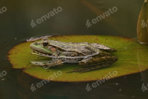 Preview: Green frog sits on a large, round lily pad