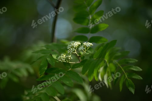 Preview: Young rowan leaves taken in spring