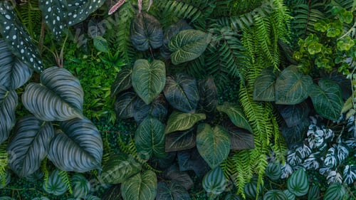 Preview: Group of dark green tropical leaves background.