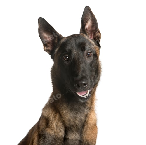 Preview: Close-up of a Mixed-breed Dog Looking at the camera, Dog, pet, studio photography, cut out