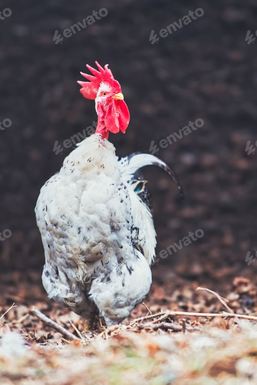Preview: Speckled Rooster Standing Tall in Rural Setting