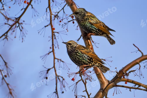Preview: Starling bird