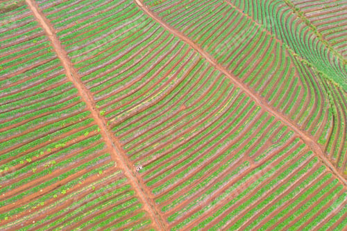 Preview: Tea or strawberry farm, agricultural plant fields. Rural area. Farm. Nature landscape background
