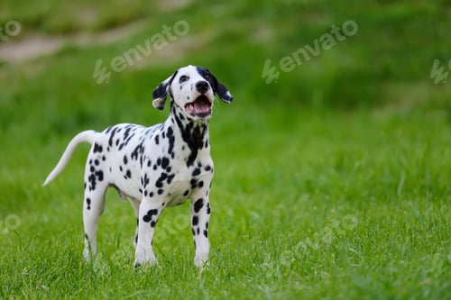 Preview: Dalmatian dog outdoors in summer