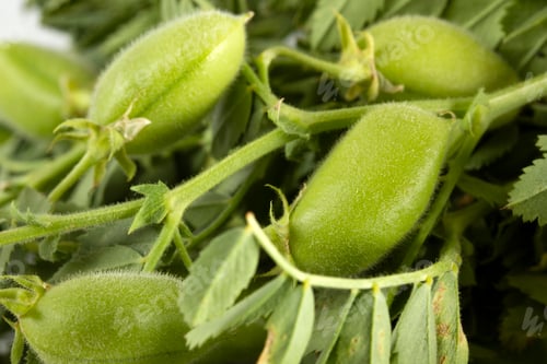 Preview: fresh green chickpeas close up