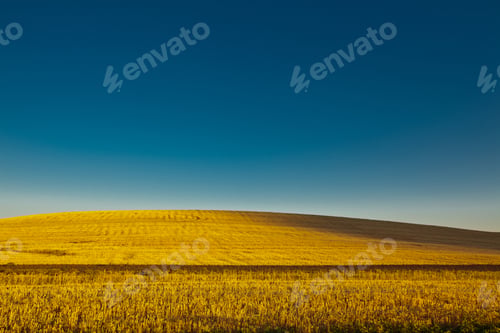 Preview: 54557,Field of wheat under blue sky