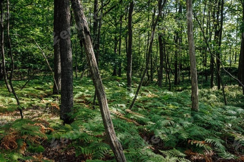 Preview: Forest Floor Symphony
