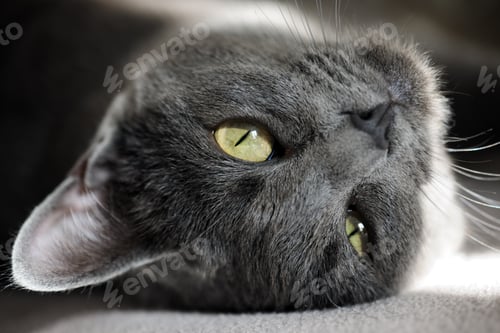 Preview: cute grey cat