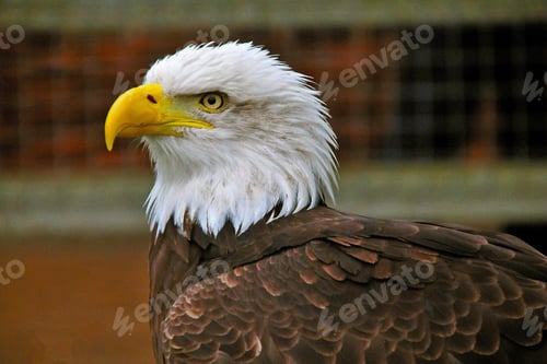 Preview: eagle, bald, us