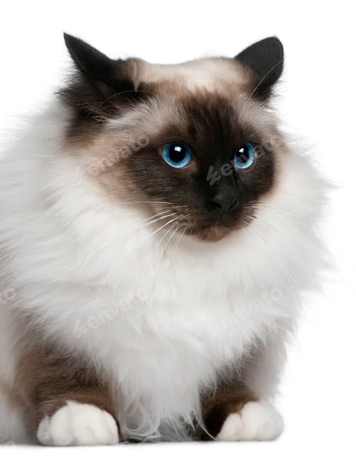 Preview: Birman (2 years old)