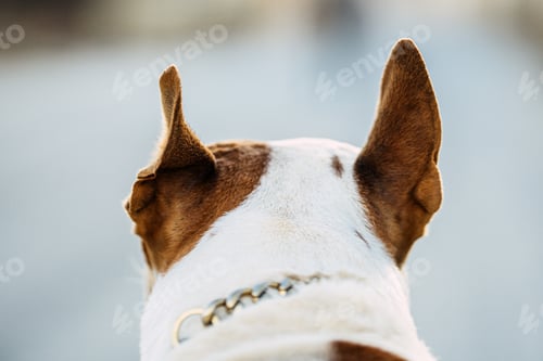 Preview: Back of the head of a brown and white dangerous breed dog with the ears up