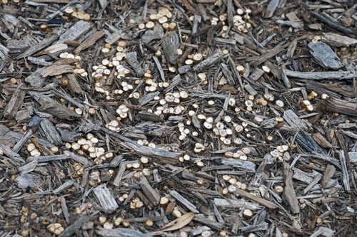 Preview: White-Egg Bird'S Nest Fungus (Crucibulum Laeve). Called Common Bird'S-Nest Fungus And Splash Cups