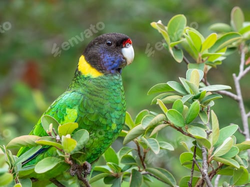 Preview: Australian Ringneck or Twenty-Eight Parrot Portrait