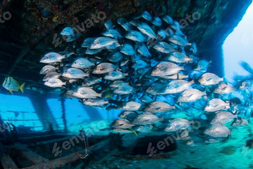 Preview: School of grunts by shipwreck, Cancun, Mexico