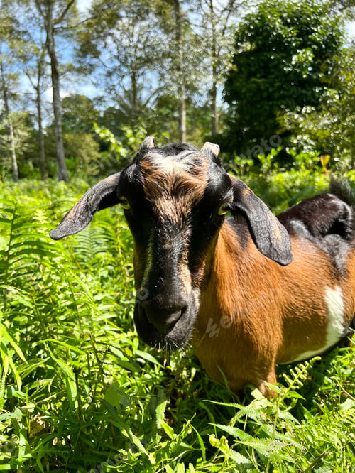 Preview: Close-up portrait of adult goat grassing on green summer meadow field at village countryside