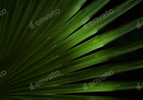 Preview: Green palm leaf with light and shadow