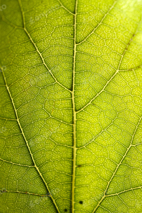 Preview: Green Leaf Background
