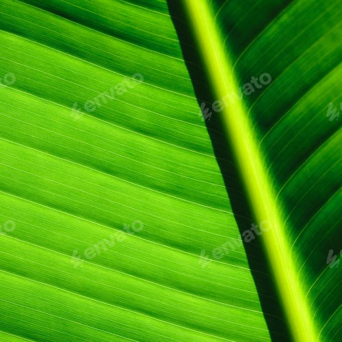 Preview: Palm tree leaf background