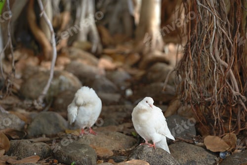 Preview: Lovely dove - elegant and beautiful