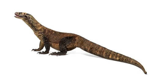 Preview: Komodo Dragon sticking the tongue out, isolated on white