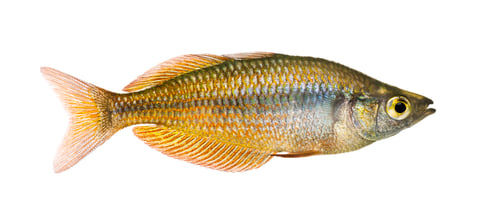Preview: Side view of an Eastern Rainbowfish, Melanotaenia splendida splendida, isolated on white