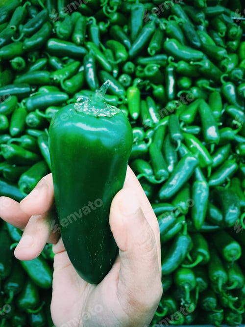 Hand Holding a Green Jalapeno Pepper Close Up