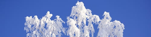 Preview: Banner 4x1 frost-covered birch branches on a clear frosty sunny day