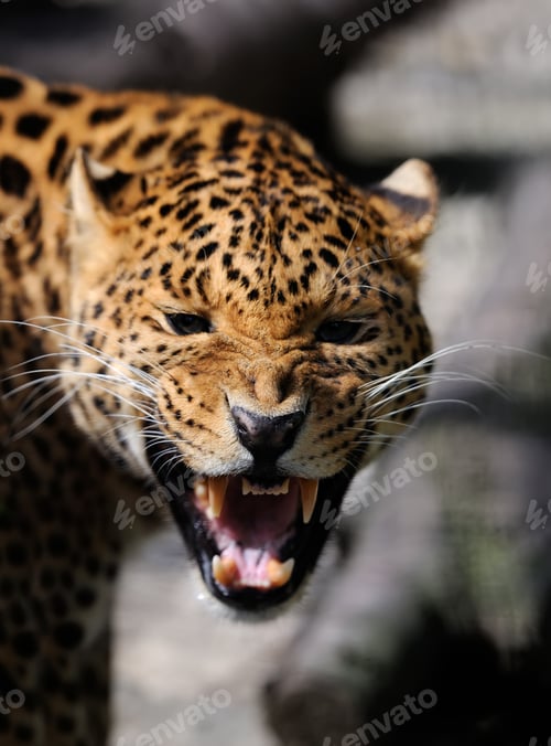 Preview: Leopard on dark background