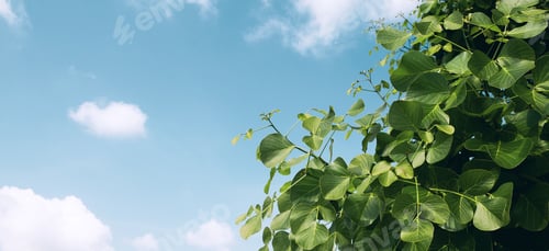 Preview: Branch of green leaf on a background of blue sky.