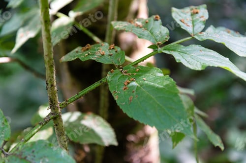 Preview: Selective focus shot of the green leaves in Quinta das Lagrimas Garden in Coimbra, Portugal