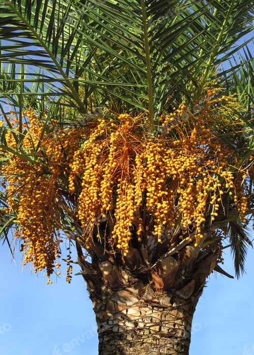 Preview: palm tree with seeds
