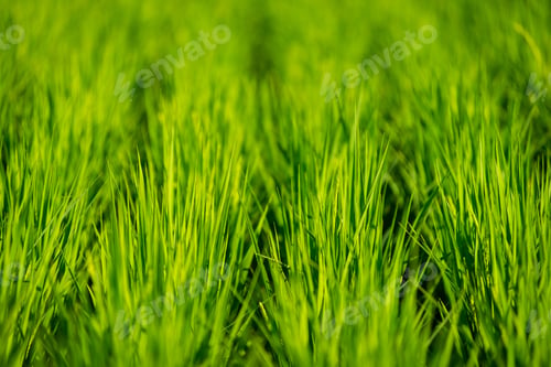 Preview: Country Side Rice Field