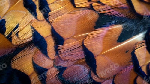 Preview: colored pheasant feathers with a visible texture. background