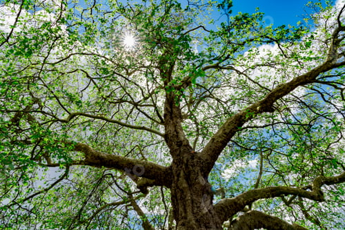 Preview: Looking up at green leaf tree with sunburst flare in summer