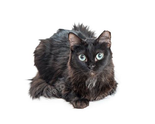 Preview: Pretty Black Cat Green Eyes