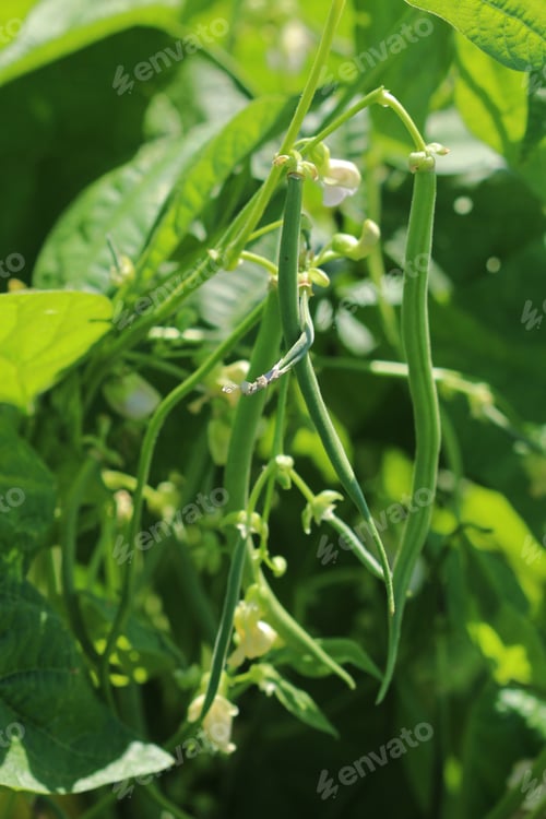 Preview: Green beans growing on the vine in garden outdoors.