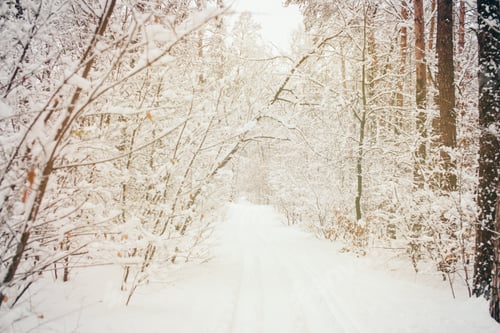 Preview: toned picture of beautiful snowy winter forest