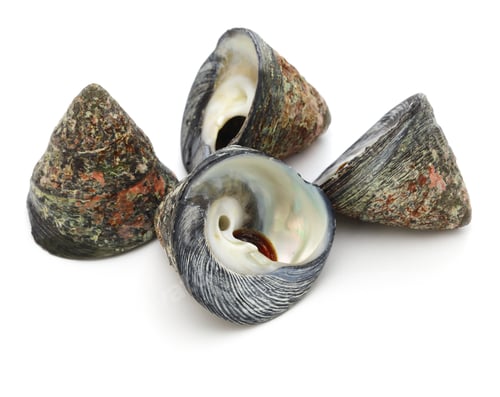Preview: Tegula pfeifferi is a species of sea snail
